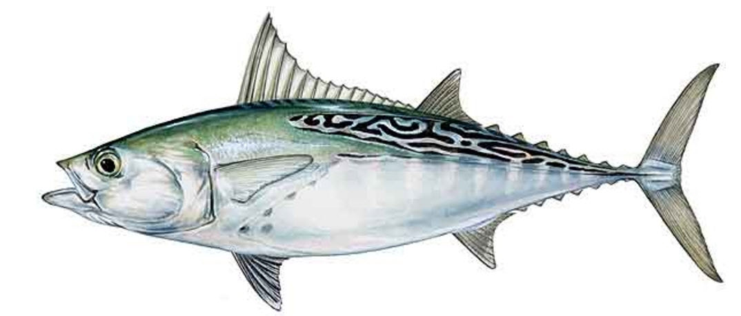 Euthynnus alletteratus_06.jpg